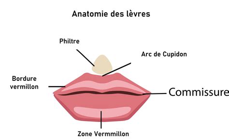 Commissure : définition, schéma