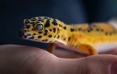 Best 50 Leopard Gecko Morphs: Color List & Pictures