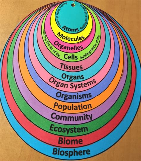 FREE visual tool to illustrate levels of organization. Also serves as a ...