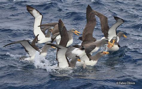 Chatham Albatross (Thalassarche eremita) - Peru Aves