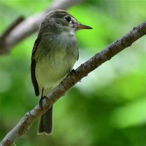 What does the alder flycatcher say? - DIY Seattle