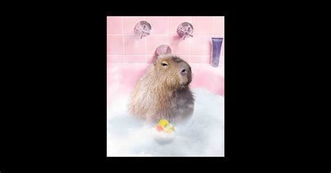 Capybara Bath Bathing - Capybara Bath Bathing - Sticker | TeePublic