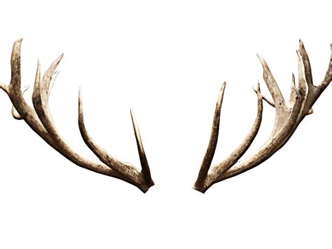 Deer Antlers Horns PNG Image (Isolated-Objects) | Textures for Photoshop