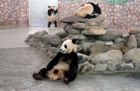 Giant Panda Habitat Destroyed by Extraction | Pulitzer Center