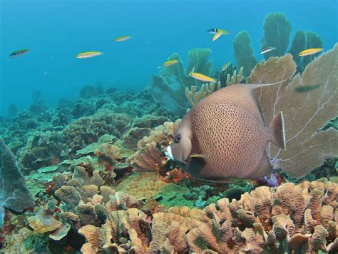 Why Does Coral Reef Diversity Matter? - Coral Reef Alliance