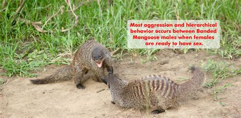 Banded Mongoose #BandedMongoose #BandedMongooseFacts #WildAnimals #Animals #AnimalsKnowledge ...