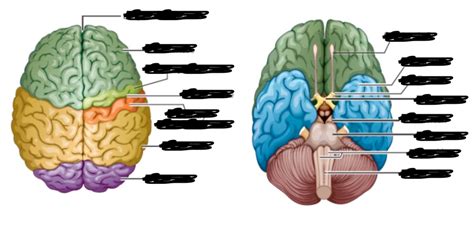 Dorsal and ventral surfaces of the brain Diagram | Quizlet