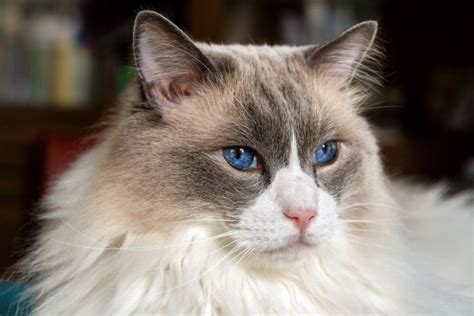 Ragdoll Cat Personality: 12 Characteristics That Make Them Even Cuter I ...