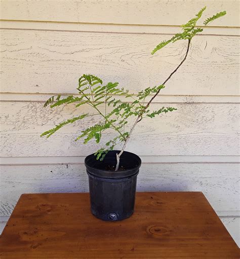 Pride Of Barbados Plants, US Priority Shipping Included