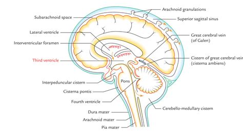 Third Ventricle – Earth's Lab