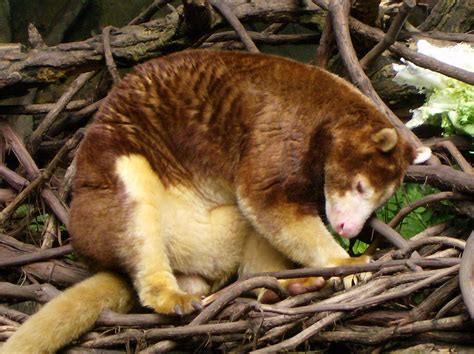 WildLife: Tree Kangaroo - Animal Facts and Photos