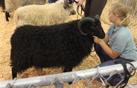 Black Sheep Gathering 2013 | Schoonover Farm Blog