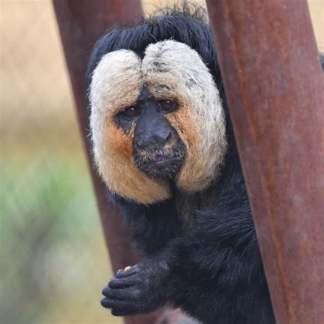 White-faced Saki | Saint Louis Zoo