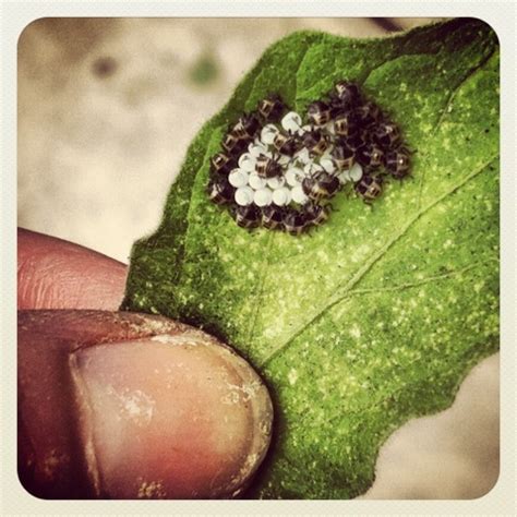 Our Newark Roof Garden: Eggplant flea beetles... And eggs... Hatching!