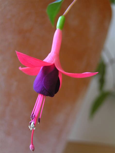 File:Fuchsia flowerフクシアの花7137619.jpg - Wikipedia, the free encyclopedia