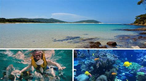 Snorkelling Fingal Bay • Stay Port Stephens