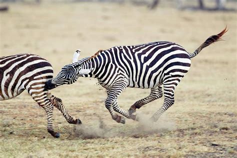 Plains Zebras Photograph by John Devries/science Photo Library | Fine Art America