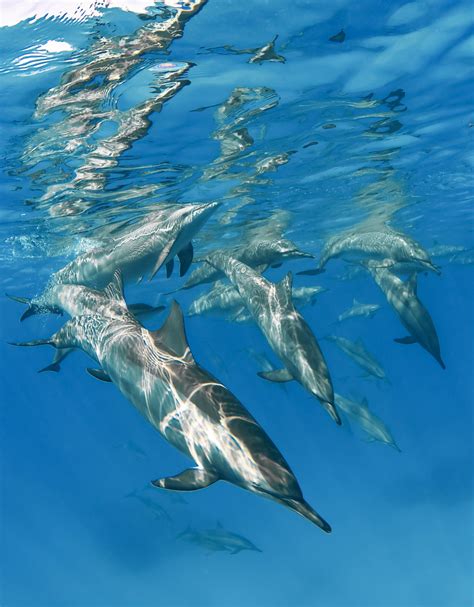 A large Dolphin pod in the Red Sea | Smithsonian Photo Contest ...