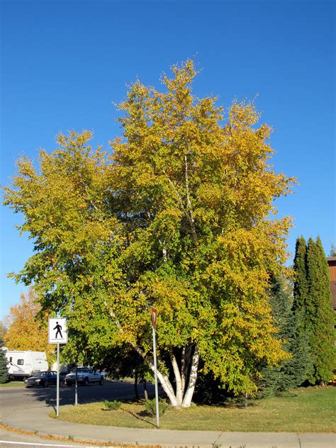 Betula papyrifera | Plants Direct – Victoria, BC