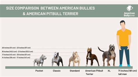 American Bully vs. Pitbull: Breed Comparison - American Bully Lover