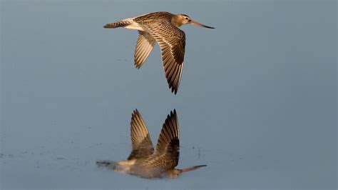 Bar-tailed godwit flies 13,500km from Alaska to Tasmania, breaking ...