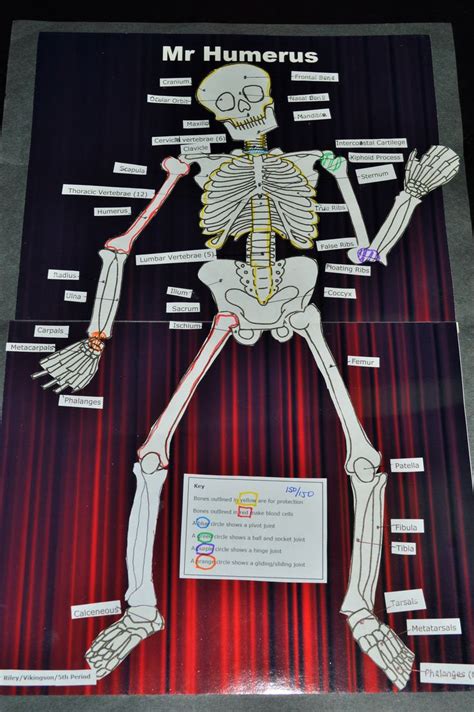 Lesson Plan: Skeletal System Project | Skeletal system project ...