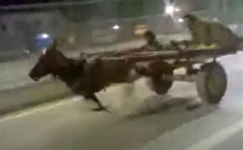 Racing Donkey? Video of a Donkey Running on a Busy Road is Going Viral| Watch