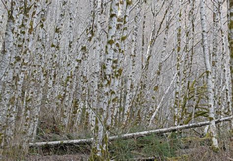 Red Alder -- Alnus rubra — Plant in Place