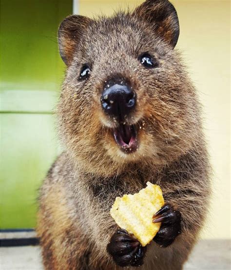 Meet The Quokka, The Smiling Marsupial Of Western Australia