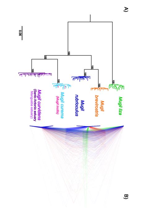 Phylogenetic history of Mugil species. A) Maximum Likelihood phylogeny ...