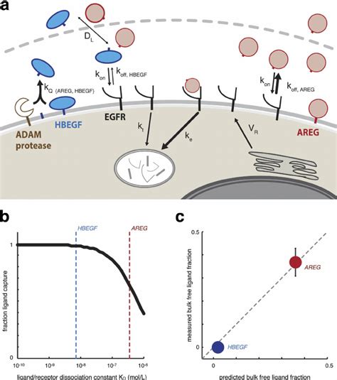 Computational model of autocrine signaling accurately predicts ligand ...