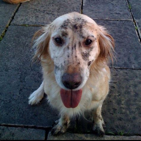 Muddy dogs. Muddy Dog, Dogs, Favorite, Animals, Life, Animales, Animaux, Pet Dogs, Doggies