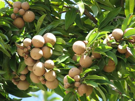 Sapodilla Fruit (Manilkara zapota) Flourishes in South Florida | Blog The Beach