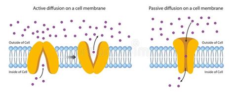 Passive Diffusion Stock Illustrations – 60 Passive Diffusion Stock Illustrations, Vectors ...