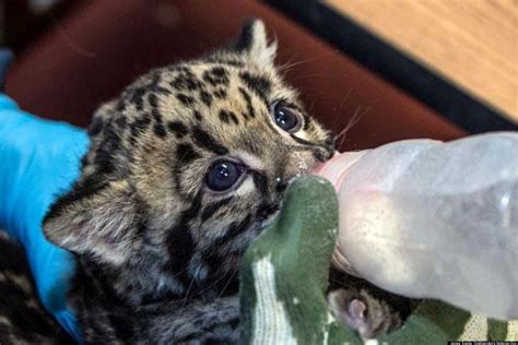 Smithsonian's Clouded Leopard Cubs Are Growing, Adorable (PHOTOS)