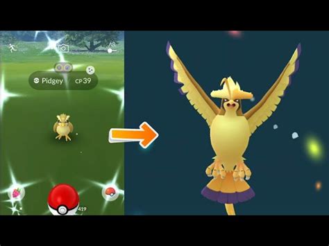 Pokemon Pidgey Evolution Chart