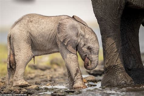 Come on son: A gentle mother is helping her newborn baby elephant stand ...