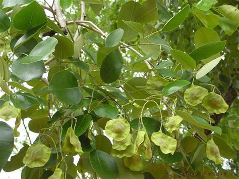 TREE SEEDS - Red Sander - Pterocarpus Marsipium ( Bijasal ) & Santalin – Sunantha Organic Farms