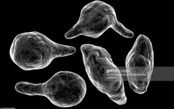 Mycoplasma hominis (Metamycoplasma hominis)