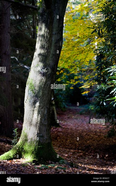 English woodland in Autumn Stock Photo - Alamy