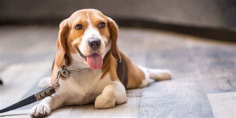 Dog Splooting – Definition, Breeds, & Reasons