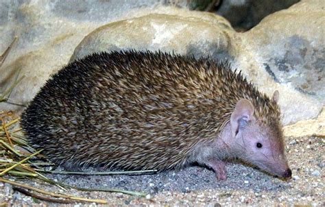 Lesser hedgehog tenrec - Wikipedia