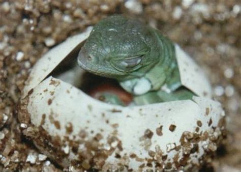 kingsnake.com photo gallery > Iguanas > iguana hatching