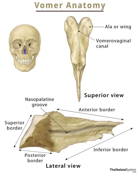 Vomer – Definition, Location, Functions, Anatomy, & Diagram