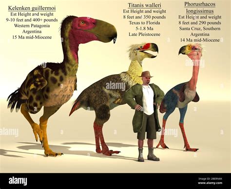 Size comparison of three of the largest terror birds Stock Photo - Alamy