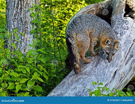 Gray Fox Climbing a Fallen Den Tree. Stock Image - Image of little ...