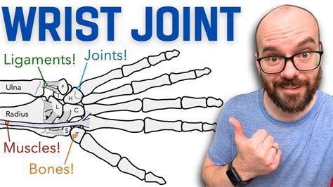 Anatomy of the Wrist (Radiocarpal) Joint | Bones, Ligaments, and ...