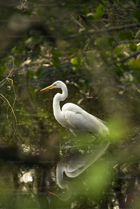 Swamp Ecosystem Pictures | Download Free Images on Unsplash