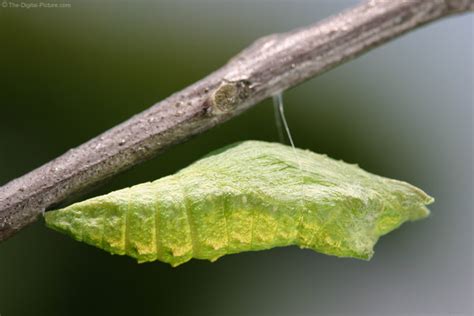 Black Swallowtail Chrysalis Picture