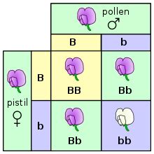 Genotype - Wikipedia